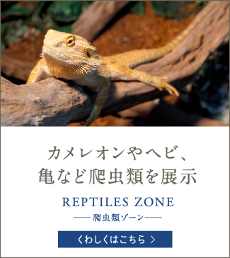 カメレオンやヘビ、亀など爬虫類を展示 REPTILES ZONE -爬虫類ゾーン-